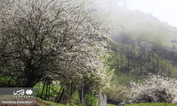 قاب‌هایی جذاب از طبیعت بهاری کوهستان چالوس